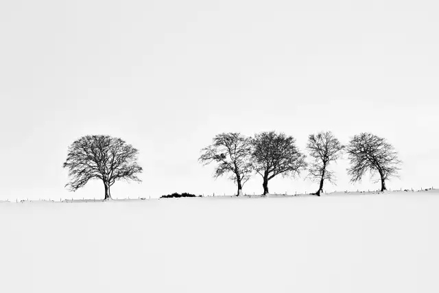 Trees and snowy fields near Inverurie                                                                — Landscapes                                                                                           | Robert Ferda Photography