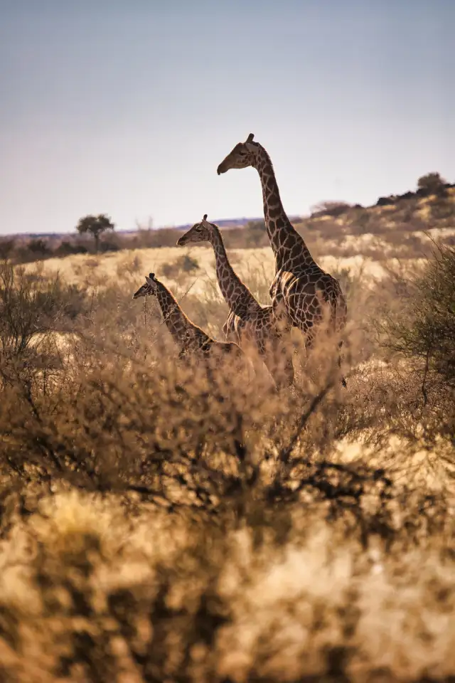 The giraffe family                                                                                   — Animals                                                                                              | Robert Ferda Photography
