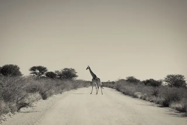 Giraffe on the road                                                                                  — Animals                                                                                              | Robert Ferda Photography