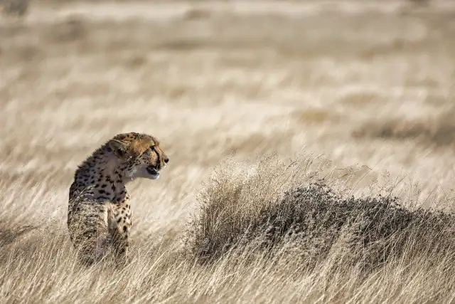 Cheetah in the wild                                                                                  — Animals                                                                                              | Robert Ferda Photography