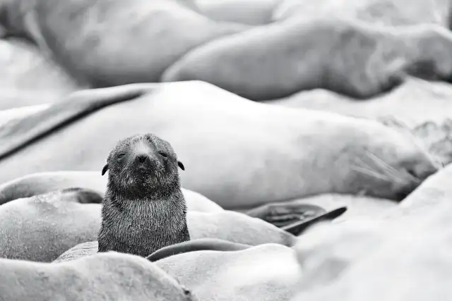 Howzit                                                                                               — Animals                                                                                              | Robert Ferda Photography