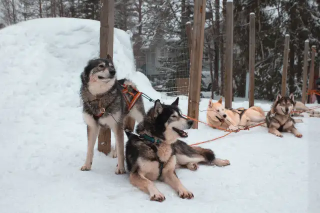 Rest after the sledge                                                                                — Animals                                                                                              | Robert Ferda Photography